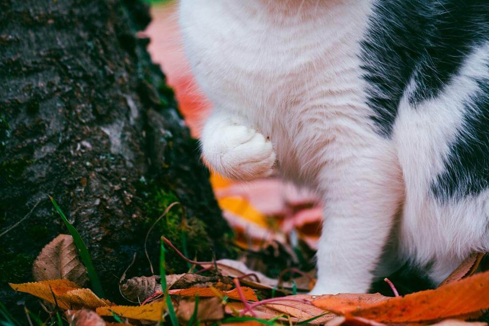 Katze sitzt im Park und hat ein Vorderbein hochgehoben.