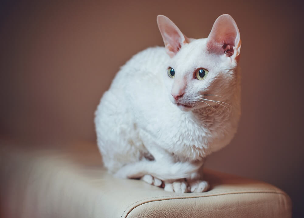 Neugierige Cornish Rex Katze sitzt auf dem Sofa