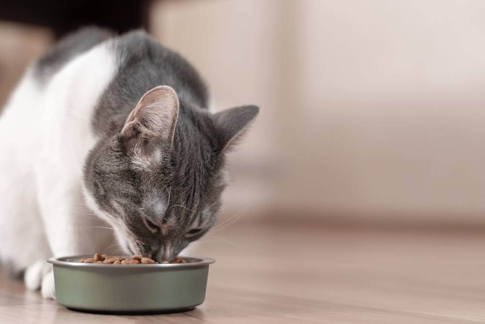 Grau-weiße Katze frisst Trockenfutter aus einer Schüssel