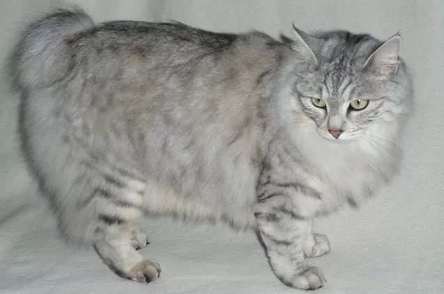 Karelischer Bobtail