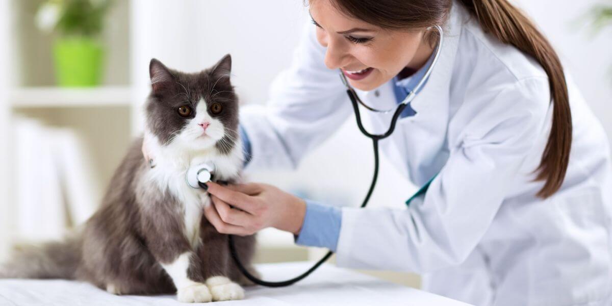 Perserkatze mit Tierarzt in der Tierklinik