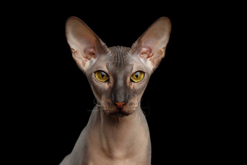 Porträt einer nackten Peterbald-Katze, die mit magischen gelben Augen auf isoliertem schwarzem Hintergrund in die Kamera blickt