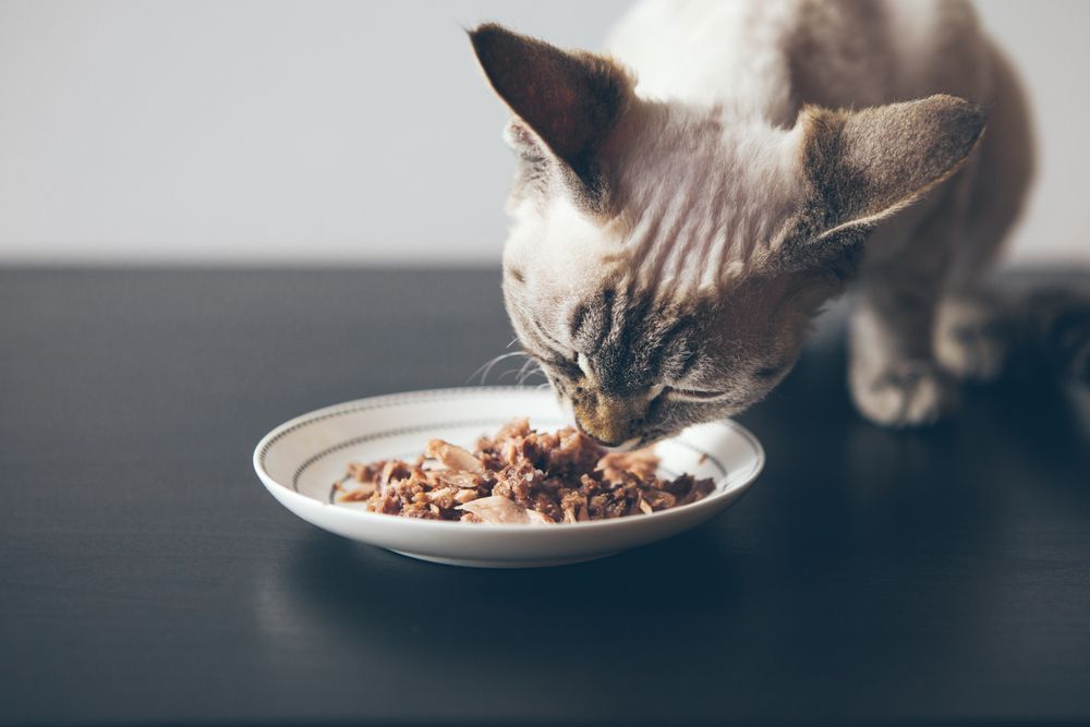 Kurzhaarkatze im Vordergrund, die Nassfutter aus einer kleinen Schüssel frisst.