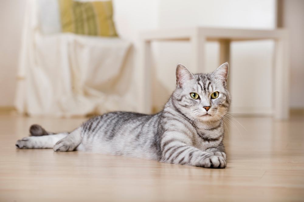 Silber getigerte Katze in einem Wohnzimmer