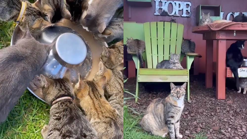 Das Lanai Cat Sanctuary ist das größte Katzenrettungszentrum auf Hawaii! / Lanai Cat Sanctuary