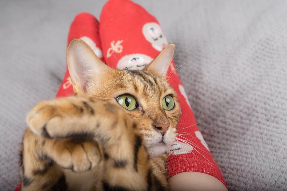 Die Hauskatze liegt auf den Beinen ihres Besitzers und blickt mit überkreuzten Pfoten zur Seite.