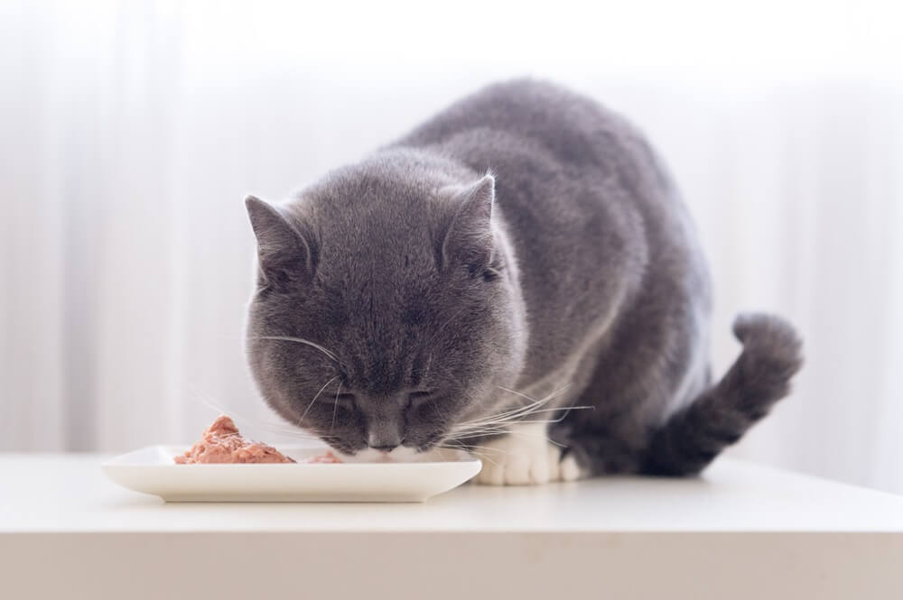 Graue Kurzhaarkatze frisst Nassfutter aus einem Napf.