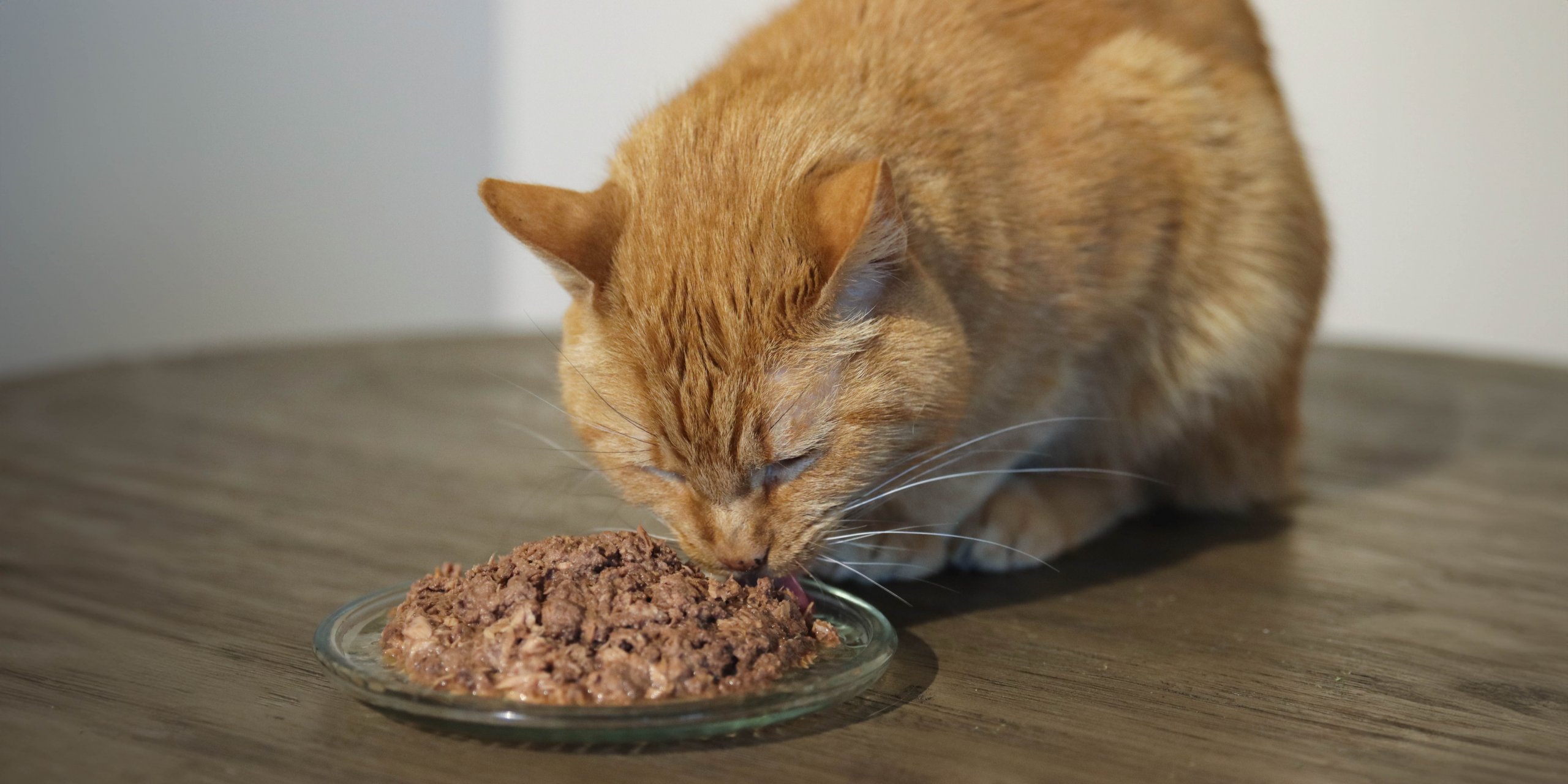 Orangefarbene Katze frisst Katzenfutter von einem Teller auf einem Holztisch.