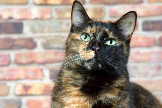 5 überraschende Fakten über Torbie-Katzen, die Sie vielleicht noch nicht kannten