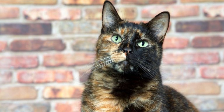 5 überraschende Fakten über Torbie-Katzen, die Sie vielleicht noch nicht kannten