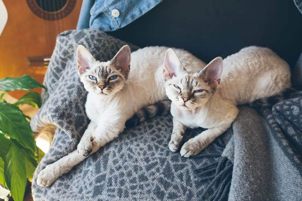 Zwei schläfrige Devon Rex-Katzen liegen auf einer Decke.