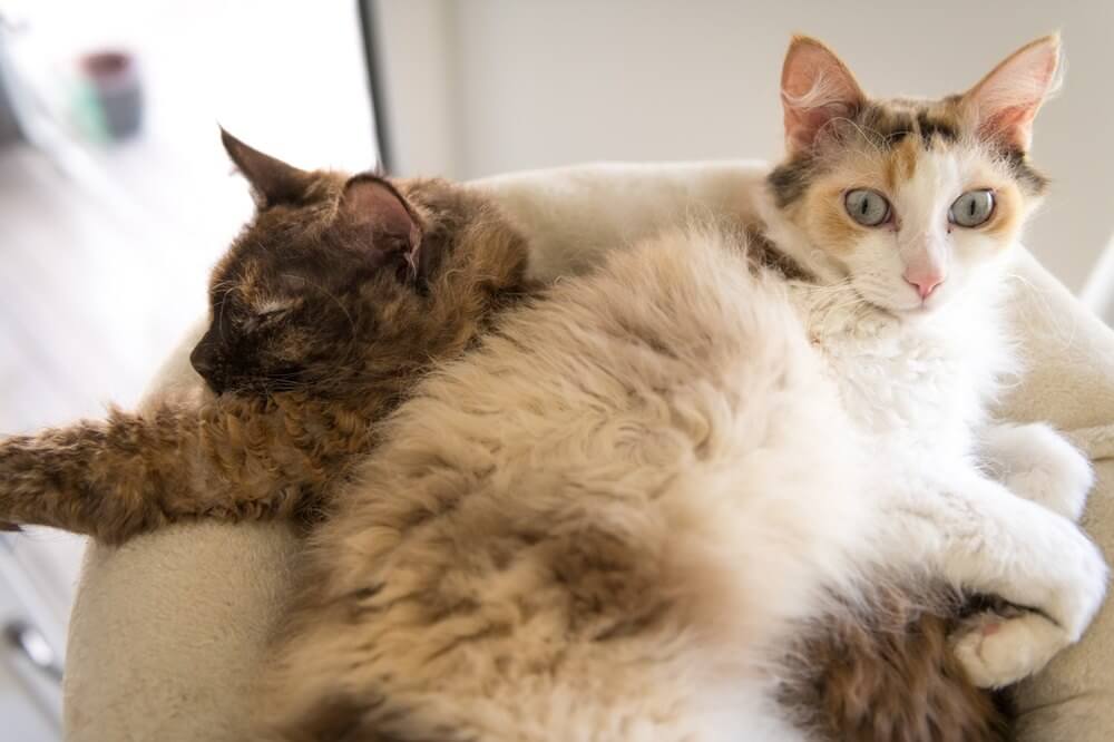 Zwei flauschige LaPerm-Katzen liegen zusammen.