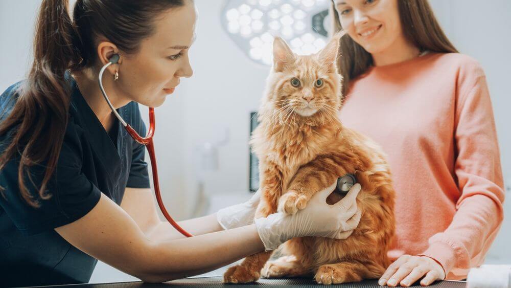 Eine Tierärztin hält einer Katze auf einem Untersuchungstisch ein Stethoskop an die Brust, während der Besitzer der Katze von hinter ihr zusieht.