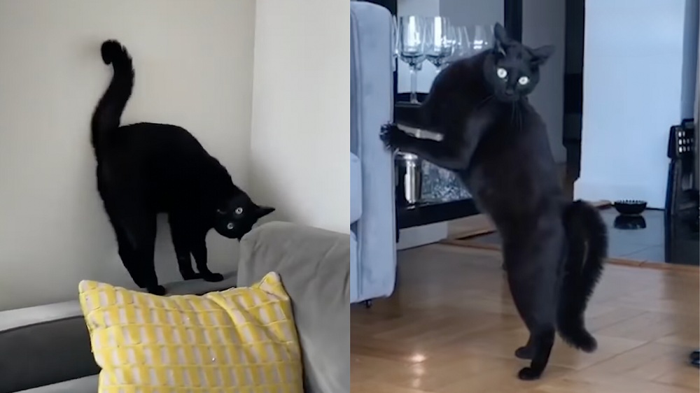 Achten Sie auf Aris Ninja-Kicks und seinen flauschigen Krabbengang! / Instagram: Ari_the_Panther