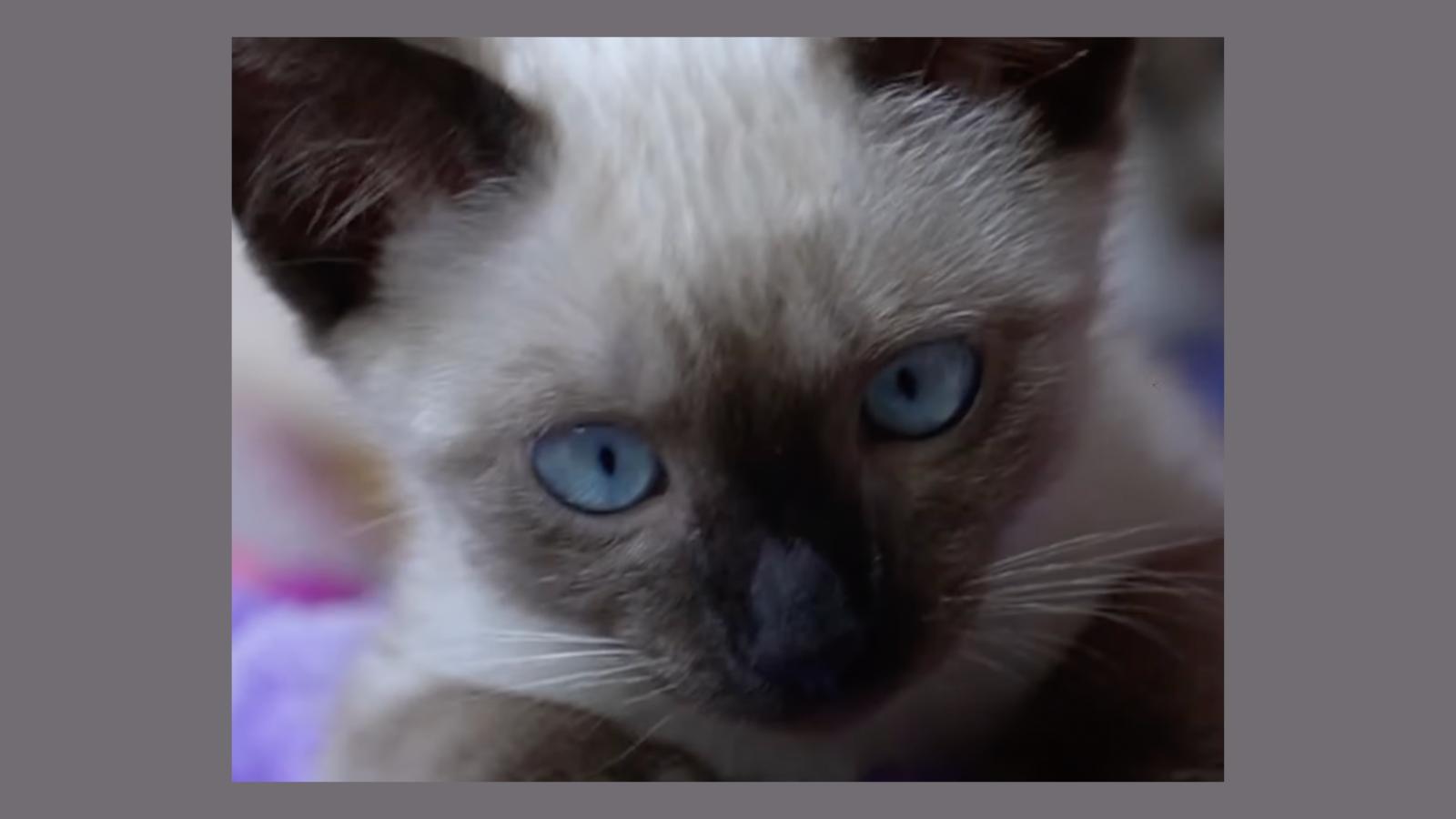 Wenn eine Katze einen Hundemenschen so leicht für sich gewinnt, weiß man, dass man einen guten gefunden hat. / Bap.kat