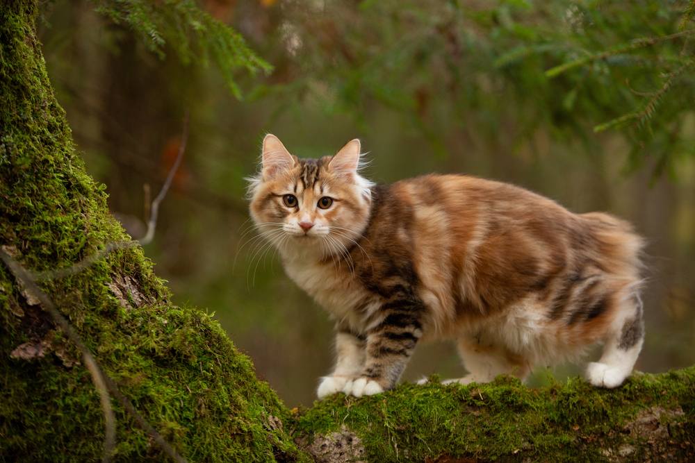 Kurilian Bobtail Katze im Freien im Wald