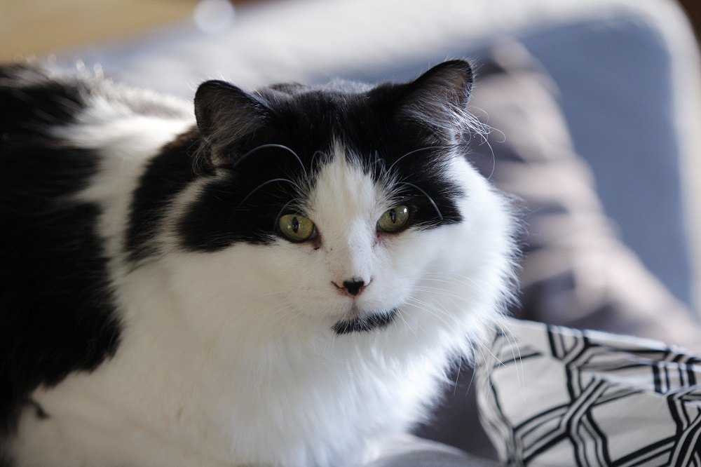 Eine schwarz-weiße Ragamuffin-Katze, die zu Hause auf dem Sofa liegt.