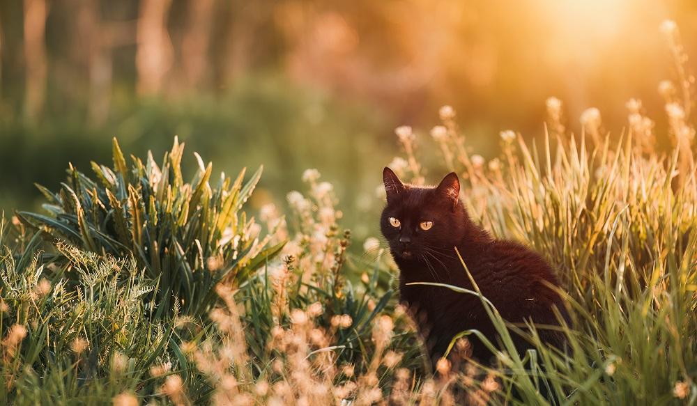 Eine schwarze Katze sitzt im hohen Gras.