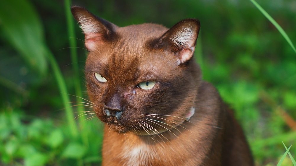 Im Vordergrund eine braune Katze mit weißem Ausfluss aus Nase und Augen, im Hintergrund eine Außenaufnahme.