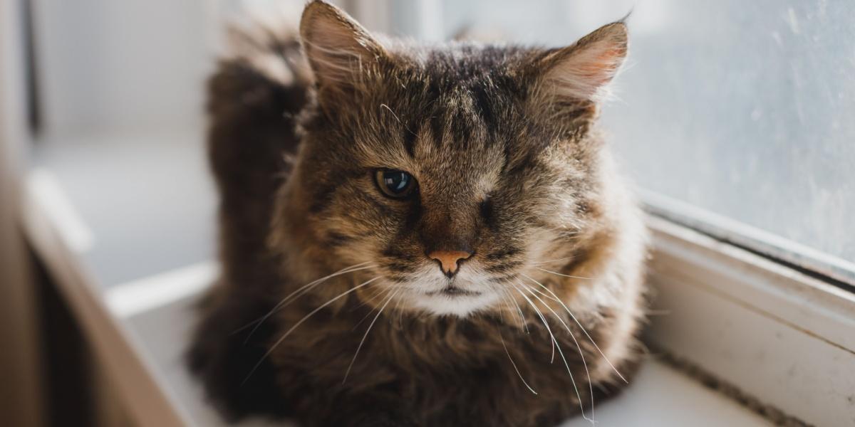 Eine graue einäugige Katze liegt auf der Fensterbank.Krankheit. Bösartiger Tumor des linken Auges. Chirurgischer Eingriff. Entfernung des Augapfels.