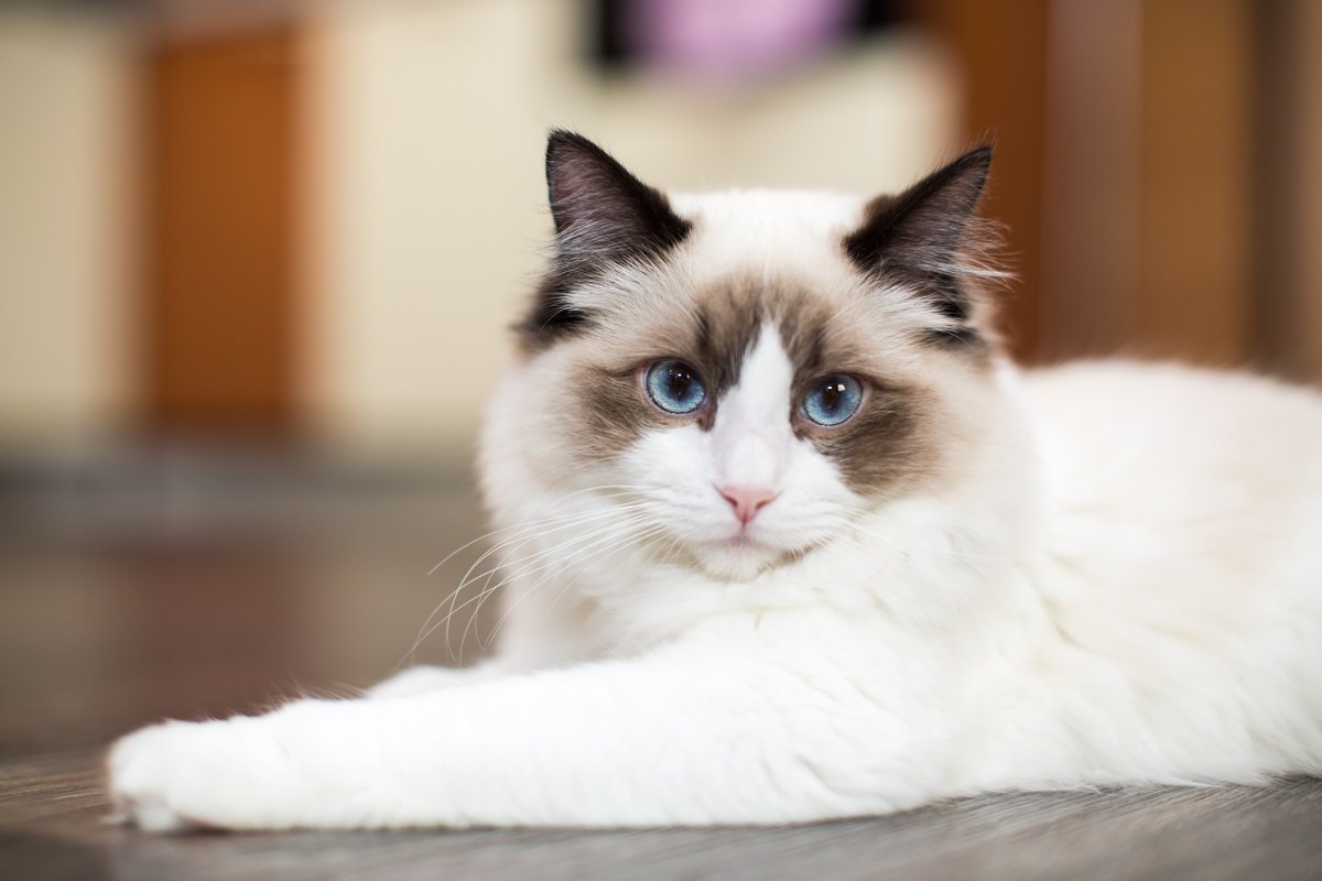 Schöne junge weiße reinrassige Ragdoll-Katze mit blauen Augen