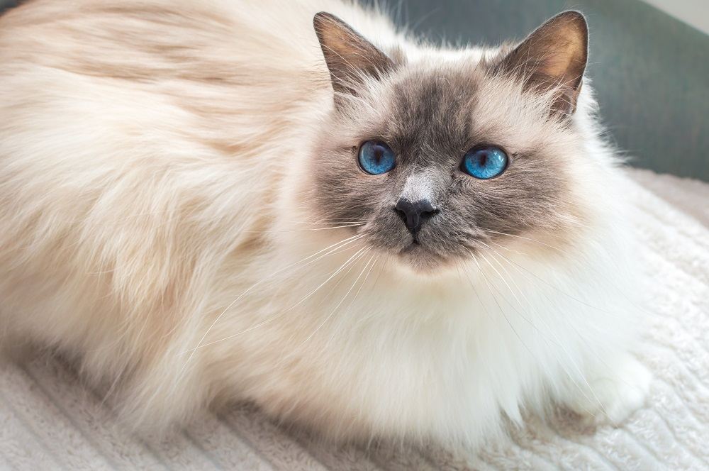 Heilige Katze von Burma. Birma-Katze mit blauen Augen.