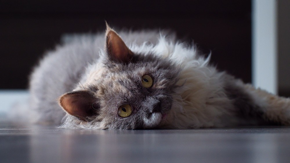 Blaue Schildpatt-weiße Selkirk Rex-Katze auf grauem Boden.