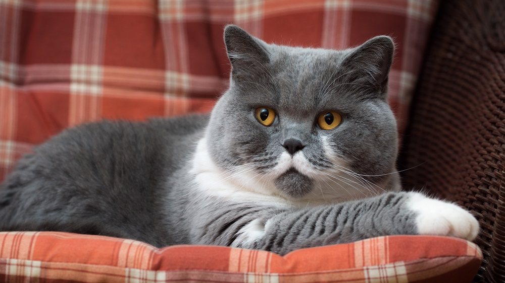 Britisch Kurzhaarkatze auf dem Kissen.