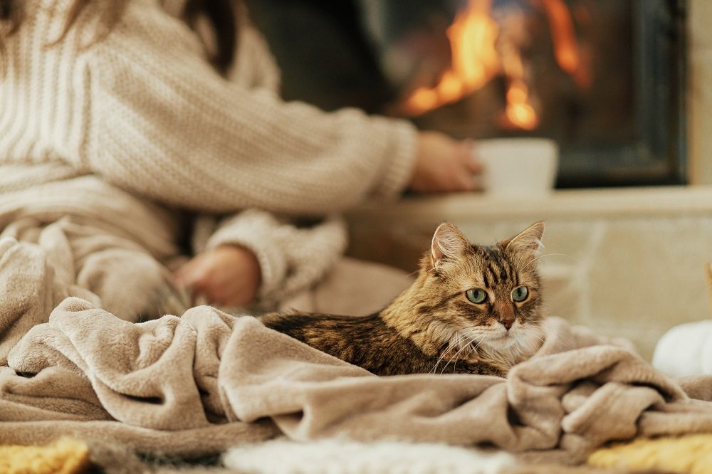 Braun getigerte Katze sitzt auf einer Decke neben einem Kamin, während ihr Besitzer Tee trinkt.