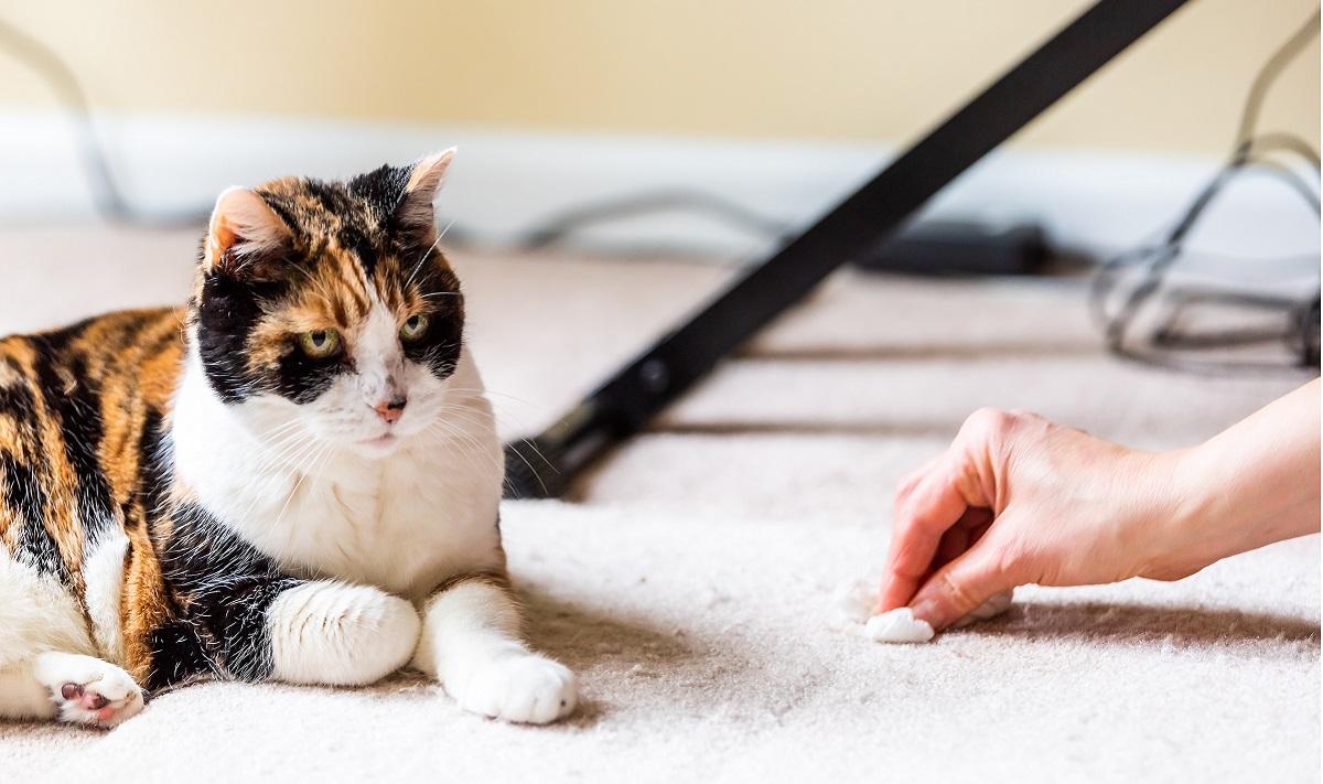 Katze mit schuldbewusstem Gesicht, während Weibchen in der Nähe Teppich putzt