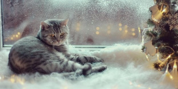 75 Ideen für Winterkatzennamen mit Bedeutung