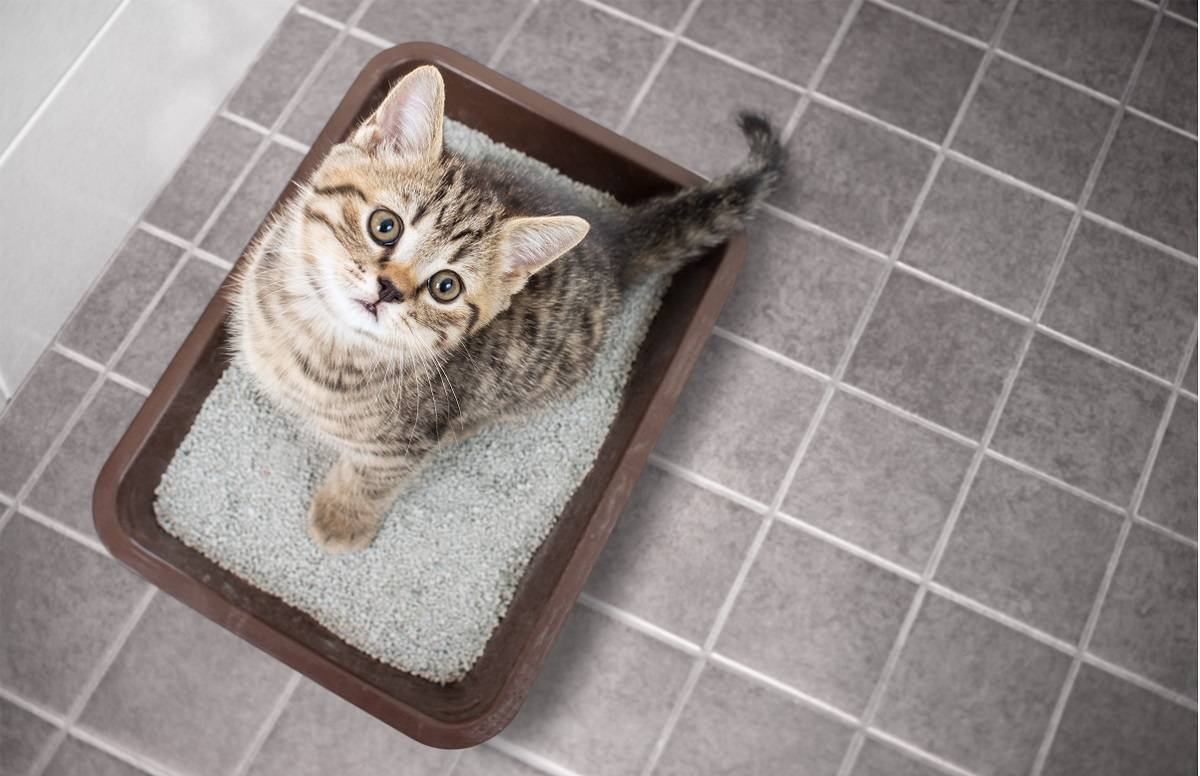 Draufsicht auf ein Kätzchen, das in einer Katzentoilette sitzt