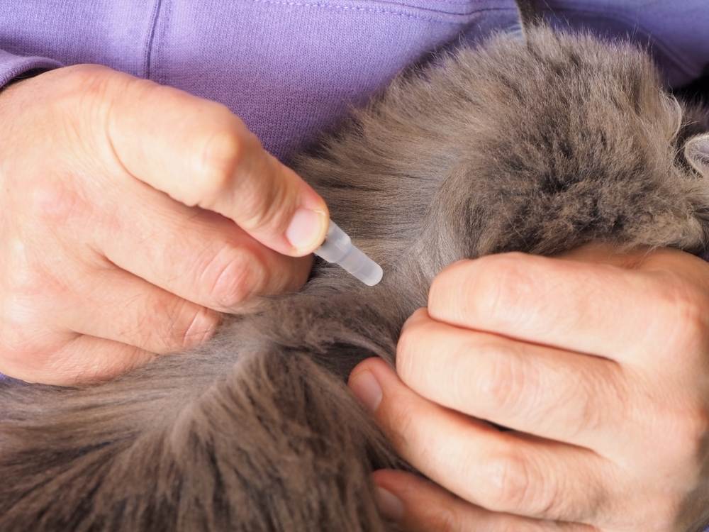 Nahaufnahme männlicher Hände, die eine Pipette mit einem Flohmittel auf die Haut der Schulterblätter einer Katze auftragen.