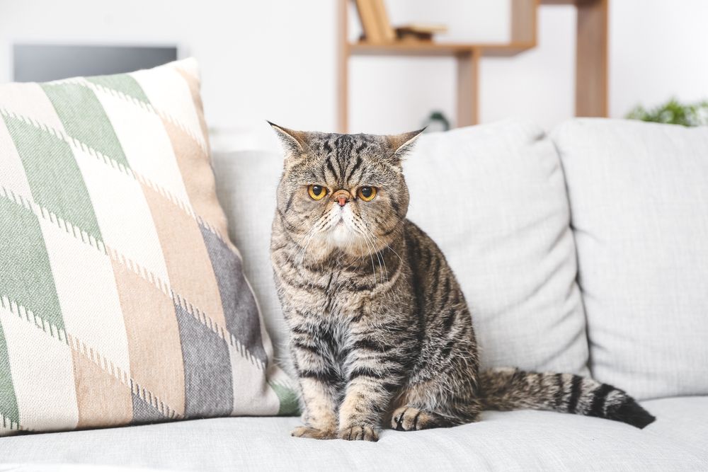 Süße Exotic Shorthair Katze auf dem Sofa zu Hause