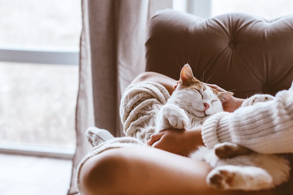 Eine orange-weiße Katze kuschelt sich neben einem Fenster auf den Schoß ihres Besitzers.