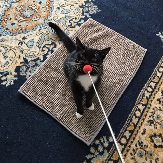 Eine Katze mit einem Zielstock in eine Position auf einer Matte locken