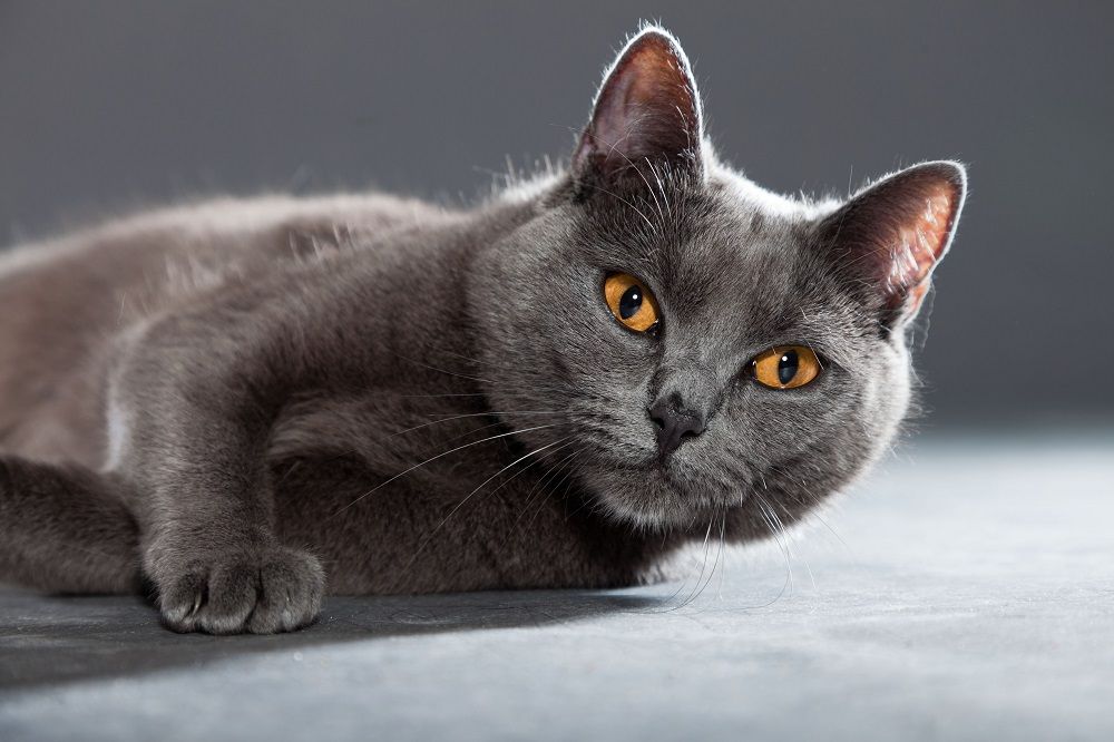 Graue Chartreux-Katze mit gelb-orangen Augen isoliert auf grauem Hintergrund.