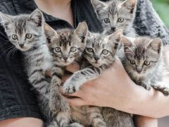 Person holding a bunch of kittens