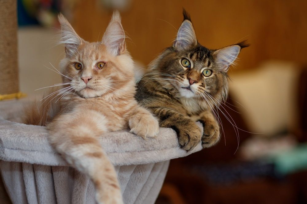 Porträt von zwei süßen gestreiften Maine-Coon-Kätzchen in Rot und Grau, die auf einem Spielständer liegen.