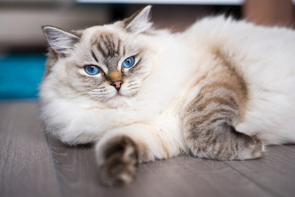 Ragdoll-Katze liegt auf dem Holzboden.