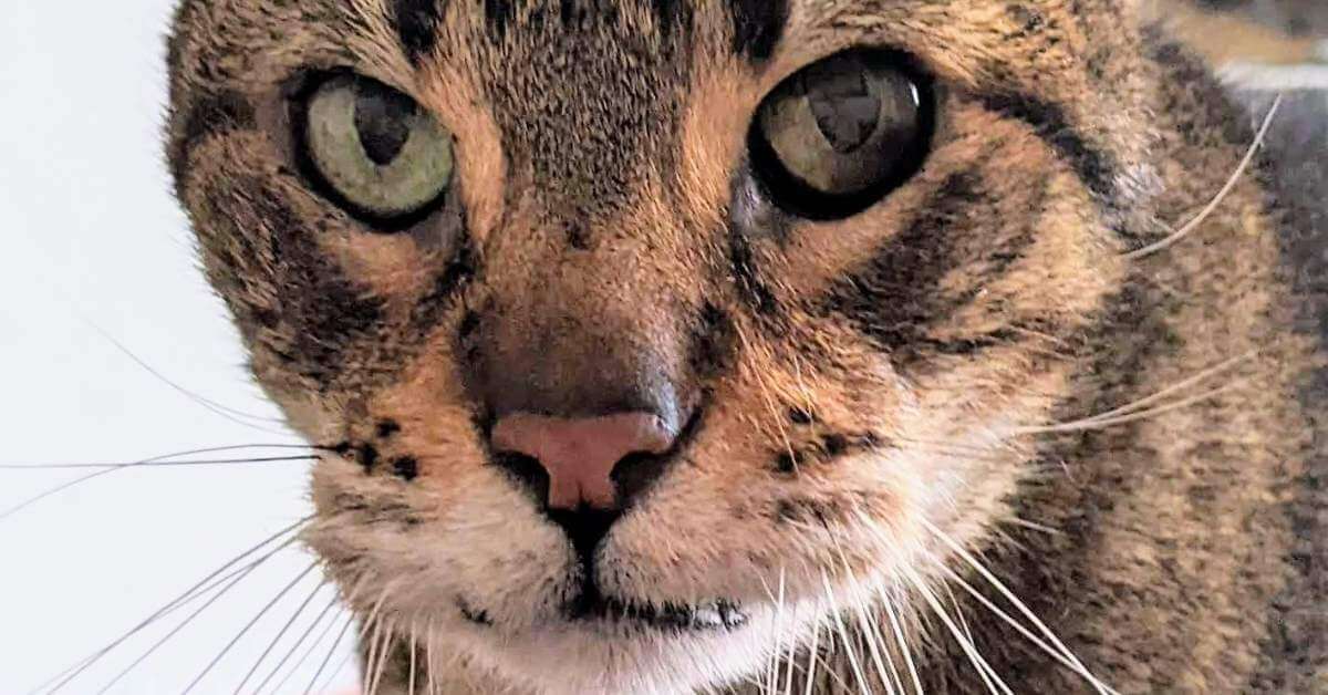 Augenmelanom bei getigerter Katze