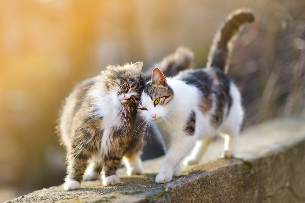 Zwei freundliche Katzen