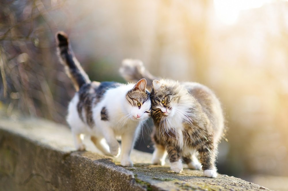 Zwei Katzen laufen an einer Wand entlang und reiben dabei ihre Köpfe.