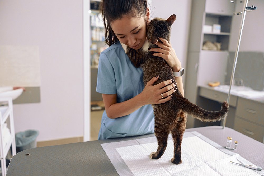 Katze umarmt Tierarzt mit Pfoten auf ihren Schultern auf Untersuchungstisch