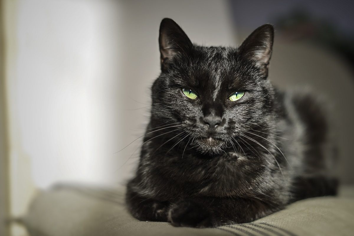 schwarze Katze mit grünen Augen