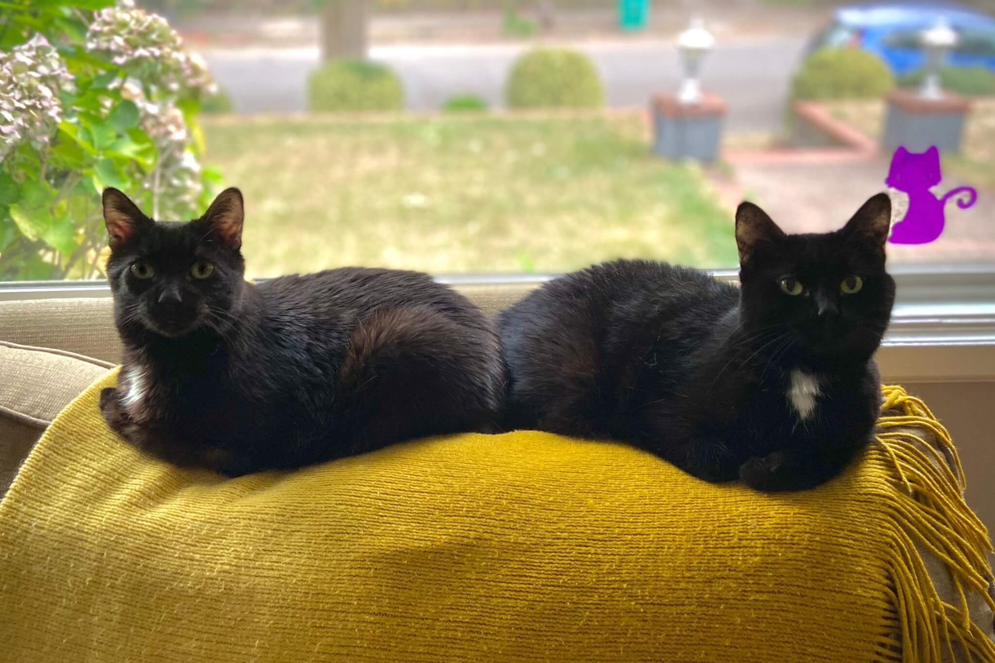 Zwei schwarze Katzen sitzen nebeneinander auf einem Sofa