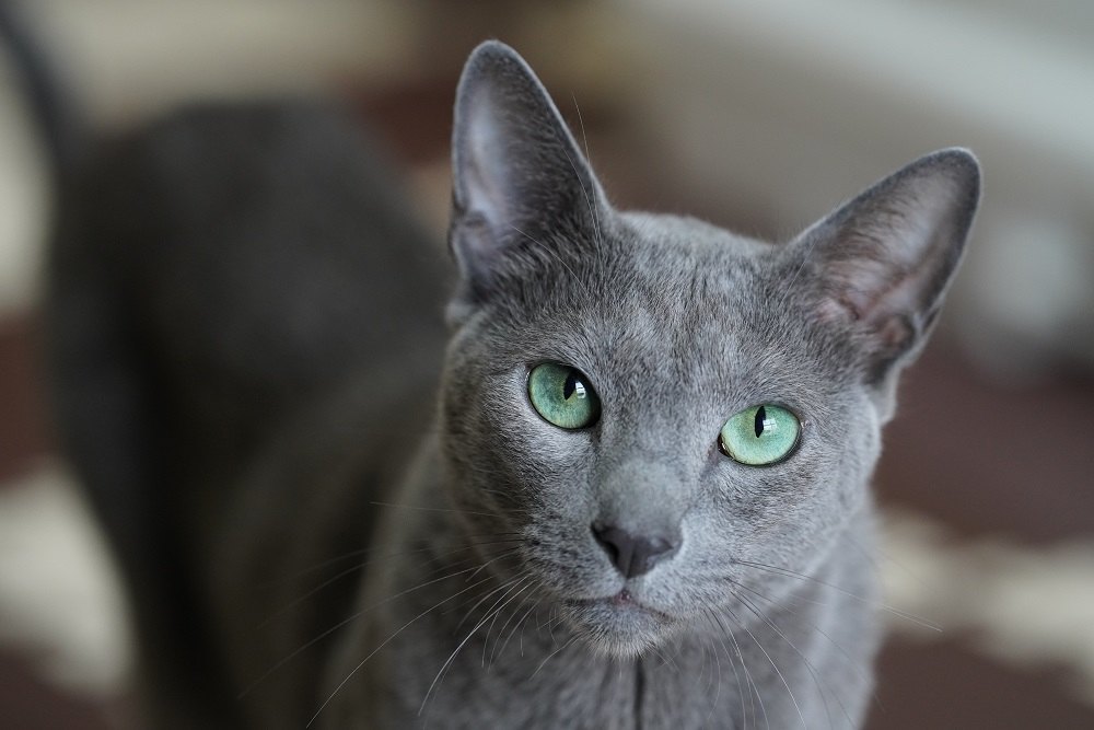 Russisch Blau Katze süßes Haustier.