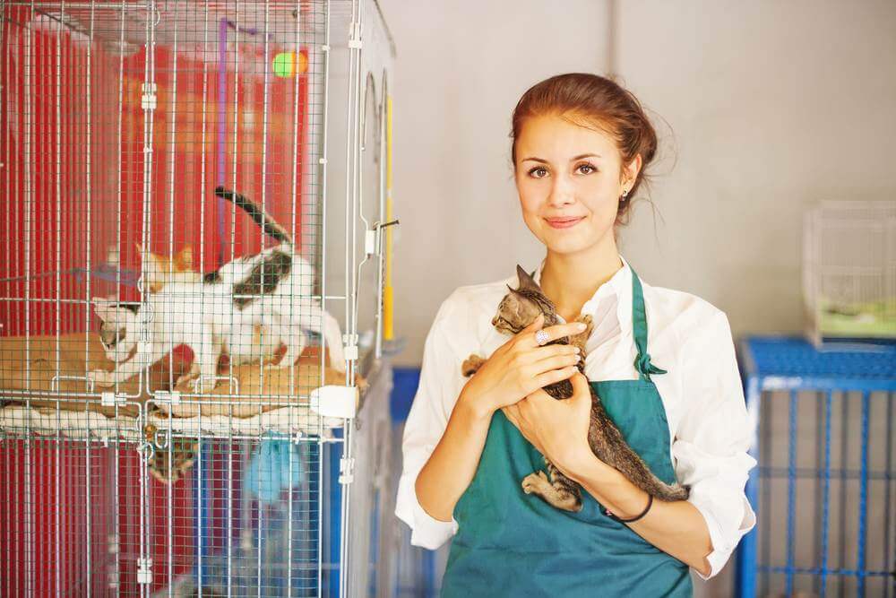 Tierheimmitarbeiter hält ein Kätzchen