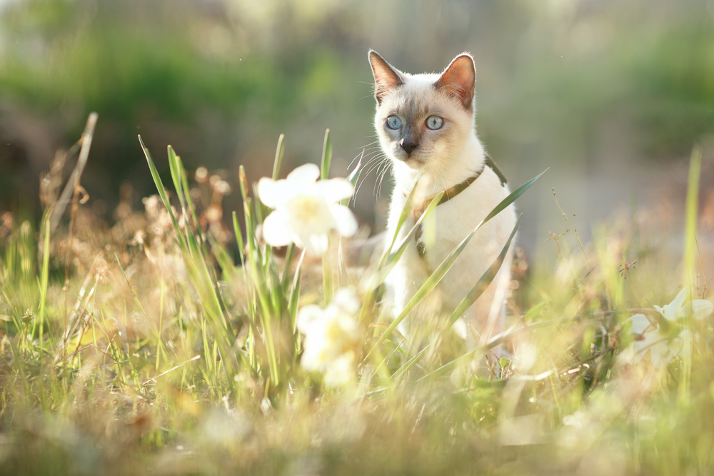 Katze draußen im Gras starrt auf weiße Blume