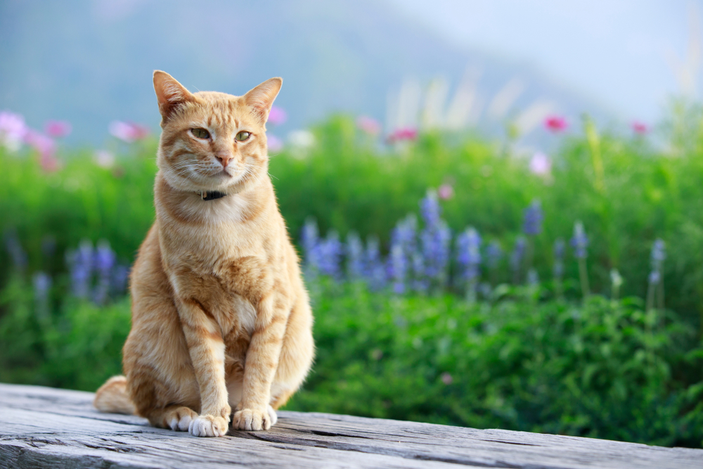 Orange Katze sitzt auf Holz mit blauen und rosa Blumen im Hintergrund